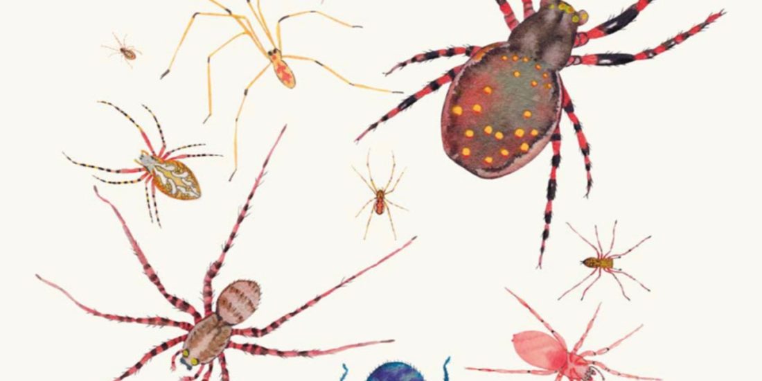 Jolies araignées par MéBé studio - édition livre jeunesse
